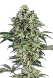 Banana Autoflower Marijuana Seeds