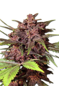 Black Haze Regular Marijuana Seeds