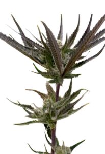 Black Hulk Feminized Marijuana Seeds