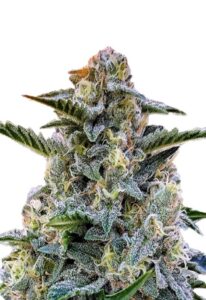 Bruce Banner Regular Marijuana Seeds