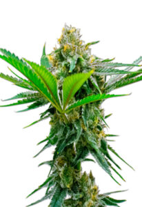 CBD Cheese Marijuana Seeds