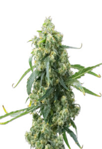 CBD Chemdog #4 Marijuana Seeds