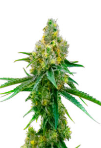 CBD Harlequin (1:1) Marijuana Seeds