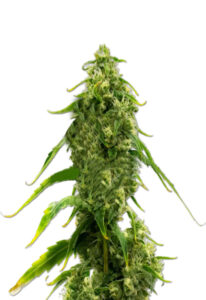 CBD Harlequin Kimbo Kush Fast Version Marijuana Seeds