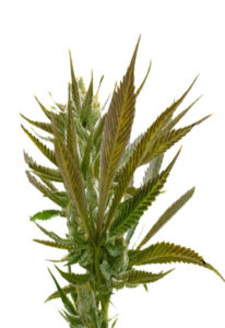 Candy Punch Regular Marijuana Seeds