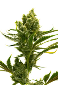 Auto CBD Haze Marijuana Seeds