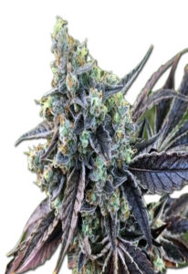 Cookie Dog Autoflower Marijuana Seeds