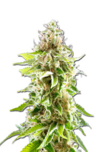 Cookies Haze Feminized Marijuana Seeds