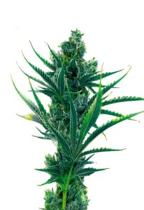 Critical Blue Feminized Marijuana Seeds