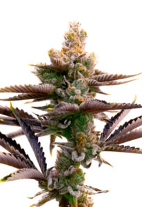 Critical Purple Autoflower Marijuana Seeds