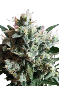 Dutch Dragon Autoflower Marijuana Seeds