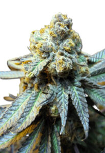 Elephant Autoflower Marijuana Seeds