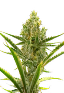 Gelato Autoflower Marijuana Seeds