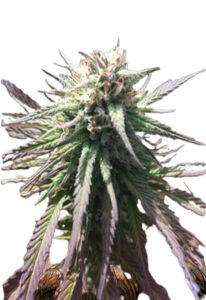 Gelato Regular Marijuana Seeds