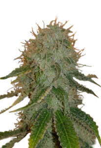 Ghost OG Autoflower Marijuana Seeds