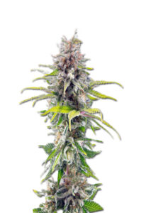 Ghost Bubba Feminized Marijuana Seeds