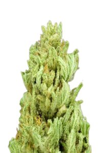 God Bud Regular Marijuana Seeds
