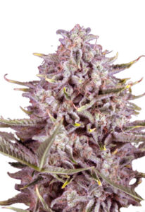 CBD Gorilla Fast Flower Marijuana Seeds