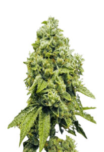 Gorilla Glue Regular Marijuana Seeds