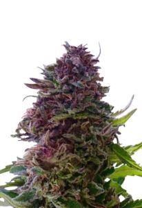 Granddaddy Purple Regular Marijuana Seeds
