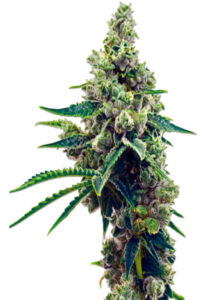 Grapefruit Autoflower Marijuana Seeds