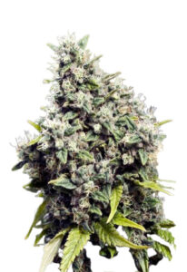 Grapefruit Regular Marijuana Seeds