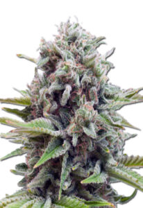 Gravity Autoflower Marijuana Seeds