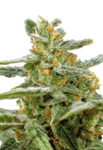 Green Crack Autoflower Marijuana Seeds