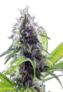 Hawaiian Fire Autoflower Marijuana Seeds