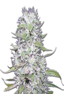 Hawaiian Skunk Autoflower Marijuana Seeds