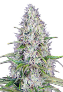 Haze Autoflower Marijuana Seeds