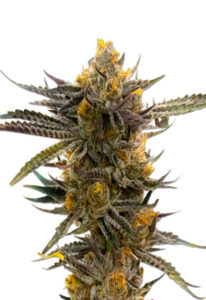 Haze XL Autoflower Marijuana Seeds