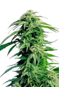 Hindu Kush Feminized Marijuana Seeds