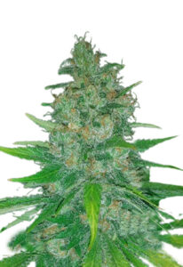 Island Sweet Skunk Autoflower Marijuana Seeds