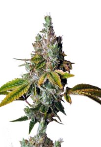 Legend OG Feminized Marijuana Seeds