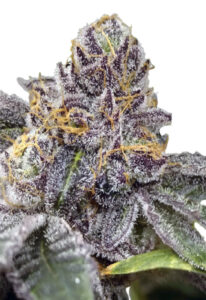 Peanut Butter Haze Feminized Marijuana Seeds