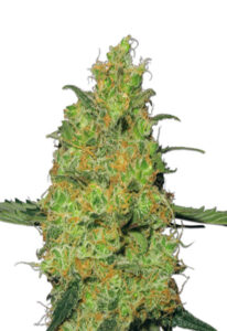 Pineapple Autoflower Marijuana Seeds