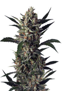 Pink Mangos Feminized Marijuana Seeds