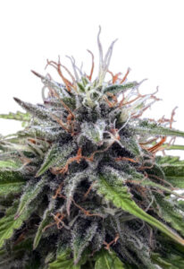 Poison Berry Autoflower Marijuana Seeds