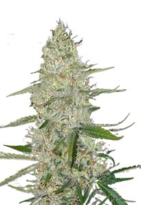 Power Plant Feminized Marijuana Seeds