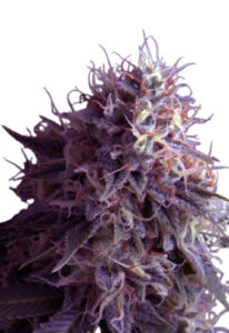 Runtz Autoflower Marijuana Seeds