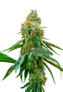 Siberian Snow Feminized Marijuana Seeds