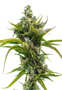 Skunk Diesel Feminized Marijuana Seeds