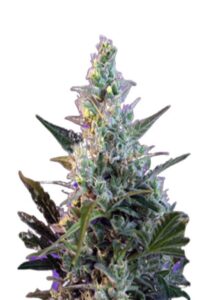Skunk Fast Version Marijuana Seeds