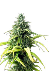 Skunk#1 Autoflower Marijuana Seeds