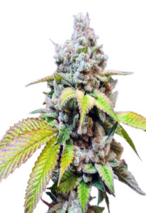 Skunkberry Feminized Marijuana Seeds