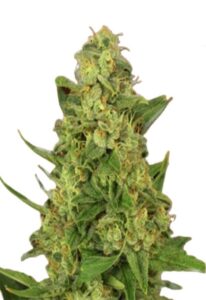 Sour Lemon Feminized Marijuana Seeds