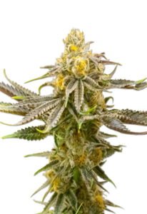 Strawberry Cheese Autoflower Marijuana Seeds