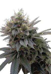 Sugar Shack Autoflower Marijuana Seeds