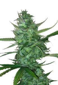 Super Sour Diesel Autoflower Marijuana Seeds